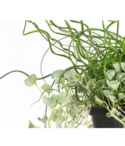 Pflanzen-Duo Herbstregen 9 Pflanzen-Duo Herbstregen -Gartenbedarf Verkäufe 2024 8811820 WE DE 001 DichondraJuncusSilberregenLiebeslockenT12DehnerExpressHerzig