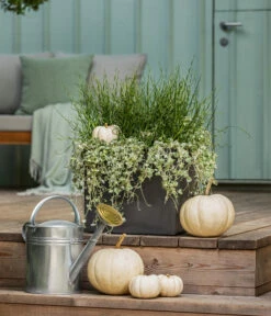 Pflanzen-Duo Herbstregen 8 Pflanzen-Duo Herbstregen -Gartenbedarf Verkäufe 2024 8811820 WE MO 001 DichondraJunkusSilberregenLiebeslockenT12 GC13 2022