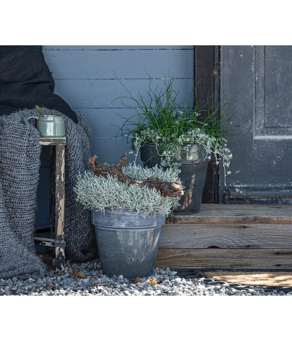 Pflanzen-Duo Herbstregen 4 Pflanzen-Duo Herbstregen – Bild 2