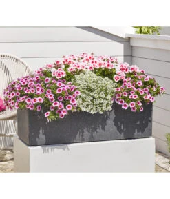 Minihängepetunie 'Rosenauge' 8 Minihängepetunie 'Rosenauge' -Gartenbedarf Verkäufe 2024 8812992 8809568 8809568 8815938 WE MO 001 GeranieStehendSmokeyEye LobulariaSnowPrincess MinihaengepetunieRosenauge