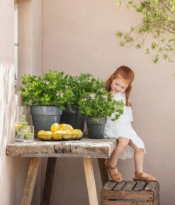 Duftgeranie, Verschiedene Sorten 5 Duftgeranie, Verschiedene Sorten -Gartenbedarf Verkäufe 2024 88133198 WE MO 001 DuftgeranieT12