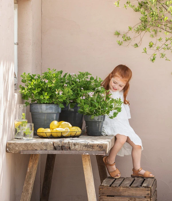 Duftgeranie, Verschiedene Sorten 4 Duftgeranie, Verschiedene Sorten – Bild 2