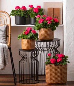 Stehende Geranie 'Rosenmädchen' 6 Stehende Geranie 'Rosenmädchen' -Gartenbedarf Verkäufe 2024 8813347 6895643 WE MO 001 GeranieRosenmaedchen