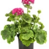 Stehende Geranie 'Rosenmädchen' -Gartenbedarf Verkäufe 2024 8813347 PR FS 001 GeranieRosenmaedchenPelargoniumT12DehnerExpressHerzig