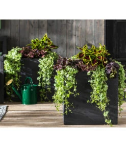 Punktblume 'Hippo', Verschiedene Sorten -Gartenbedarf Verkäufe 2024 8814147 WE MO 001 GlechomaPlectranthusIpomoeaSolenostemonHippoMix