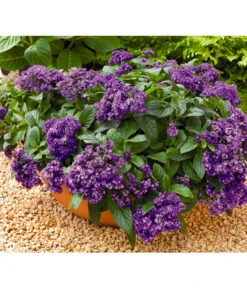 Vanilleblume 9 Vanilleblume -Gartenbedarf Verkäufe 2024 8814279 BildFS 001 SonnenwendeVanilleblumeHeliotropiumArborescens