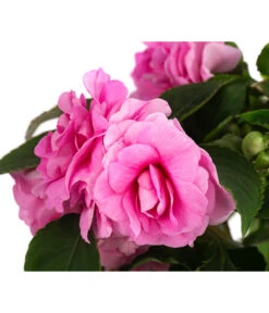 Fleißiges Lieschen, Gefüllt, Verschiedene Farben -Gartenbedarf Verkäufe 2024 8814659 WE DE 001 ImpatiensWallGefT12