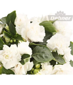 Fleißiges Lieschen, Gefüllt, Verschiedene Farben -Gartenbedarf Verkäufe 2024 8814659 WE DE 001 ImpatiensWallerianaGefuelltWeissDehnerExpressHerzig