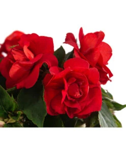 Fleißiges Lieschen, Gefüllt, Verschiedene Farben -Gartenbedarf Verkäufe 2024 8814659 WE DE 002 ImpatiensWallGefT12