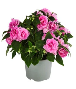 Fleißiges Lieschen, Gefüllt, Verschiedene Farben -Gartenbedarf Verkäufe 2024 8814659 WE FS 001 ImpatiensWallGefT12