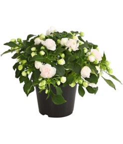 Fleißiges Lieschen, Gefüllt, Verschiedene Farben -Gartenbedarf Verkäufe 2024 8814659 WE FS 014 FleissigesLieschenGefuelltImpatiensWallerianaT12