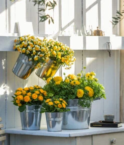 Rosenprimel 'Belarina', Verschiedene Farben -Gartenbedarf Verkäufe 2024 8815011 8808214 8806606 WE MO 001 RanunkelHornveilchenRosenprimel