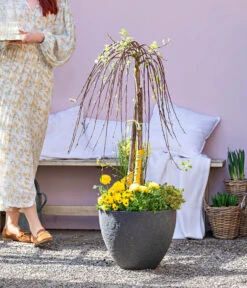 Dehner Gourmet Garten Zitronen-Thymian 9 Dehner Gourmet Garten Zitronen-Thymian -Gartenbedarf Verkäufe 2024 8815011 WE MO 001 FrueheFarbefuersZuhauseGelb