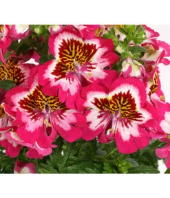 Bauernorchidee 17 Bauernorchidee -Gartenbedarf Verkäufe 2024 8815367 PR DE 001 SchizanthusT12DehnerExpressHerzig