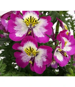 Bauernorchidee 18 Bauernorchidee -Gartenbedarf Verkäufe 2024 8815367 PR DE 002 SchizanthusT12DehnerExpressHerzig