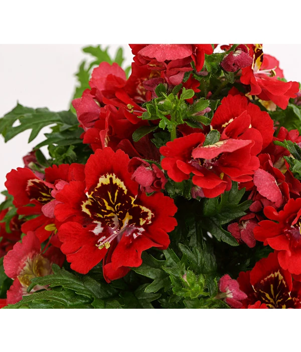 Bauernorchidee 11 Bauernorchidee – Bild 9