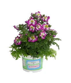 Bauernorchidee 12 Bauernorchidee -Gartenbedarf Verkäufe 2024 8815367 PR FS 002 SchizanthusT12DehnerExpressHerzig