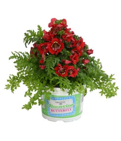 Bauernorchidee 13 Bauernorchidee -Gartenbedarf Verkäufe 2024 8815367 PR FS 003 SchizanthusT12DehnerExpressHerzig