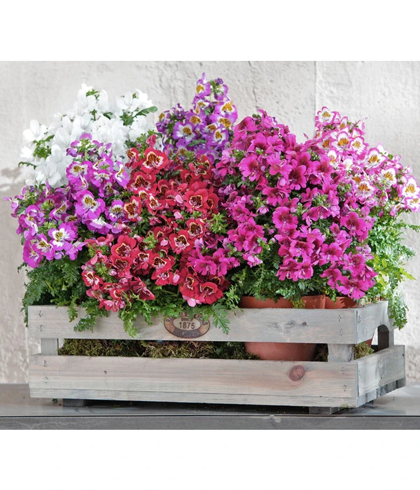 Bauernorchidee 6 Bauernorchidee – Bild 4