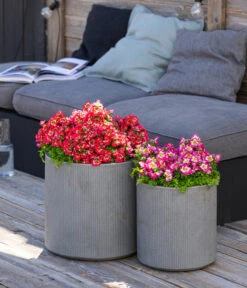 Bauernorchidee 16 Bauernorchidee -Gartenbedarf Verkäufe 2024 8815367 WE MO 001 Bauernorchidee