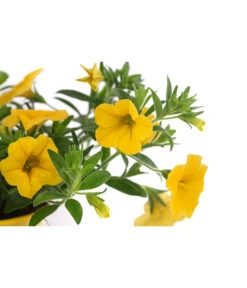 Minihängepetunie, Gelb -Gartenbedarf Verkäufe 2024 8815722 WE DE 001 MinihaengepetunieT12