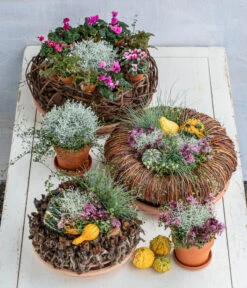 Dehner Kranz Weinrebe Frost, Ca. Ø48 Cm -Gartenbedarf Verkäufe 2024 8815763 6273635 WE MO 001 MuecaKrazWeinrebeFrost