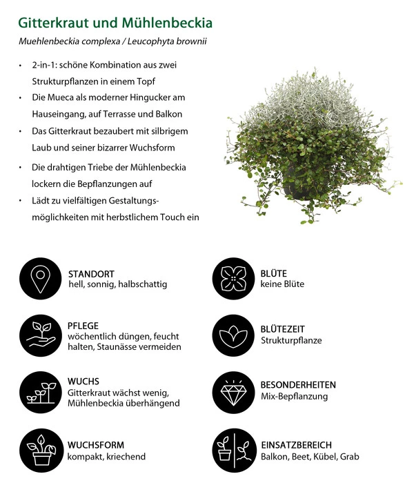 Mueca - Gitterkraut Und Mühlenbeckia 9 Mueca - Gitterkraut Und Mühlenbeckia – Bild 7