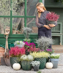 Mueca - Gitterkraut Und Mühlenbeckia 14 Mueca - Gitterkraut Und Mühlenbeckia -Gartenbedarf Verkäufe 2024 8815763 WE MO 001 MuecaGitterkrautMuehlenbeckia