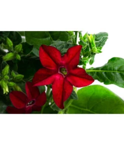 Ziertabak, Verschiedene Farben -Gartenbedarf Verkäufe 2024 8815870 WE DE 001 NicotianaSanderaeT12