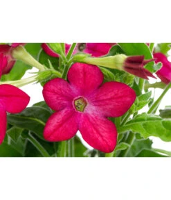 Ziertabak, Verschiedene Farben -Gartenbedarf Verkäufe 2024 8815870 WE DE 002 NicotianaSanderaeT12