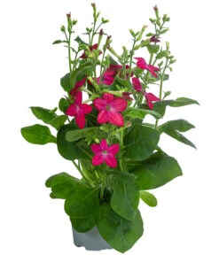 Ziertabak, Verschiedene Farben -Gartenbedarf Verkäufe 2024 8815870 WE FS 002 NicotianaSanderaeT12