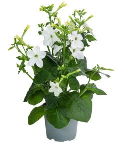 Ziertabak, Verschiedene Farben -Gartenbedarf Verkäufe 2024 8815870 WE FS 004 NicotianaSanderaeT12