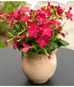 Ziertabak, Verschiedene Farben -Gartenbedarf Verkäufe 2024 8815870 WE MO 003 DehnerZiertabakNicotianaAlataFloradania