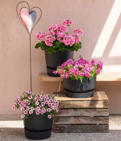 Minihängepetunie 'Rosenauge' 7 Minihängepetunie 'Rosenauge' -Gartenbedarf Verkäufe 2024 8815938 6769020 6714232 8811580 8818445 WE MO 001 MHPRosenaugeKnutschfleck