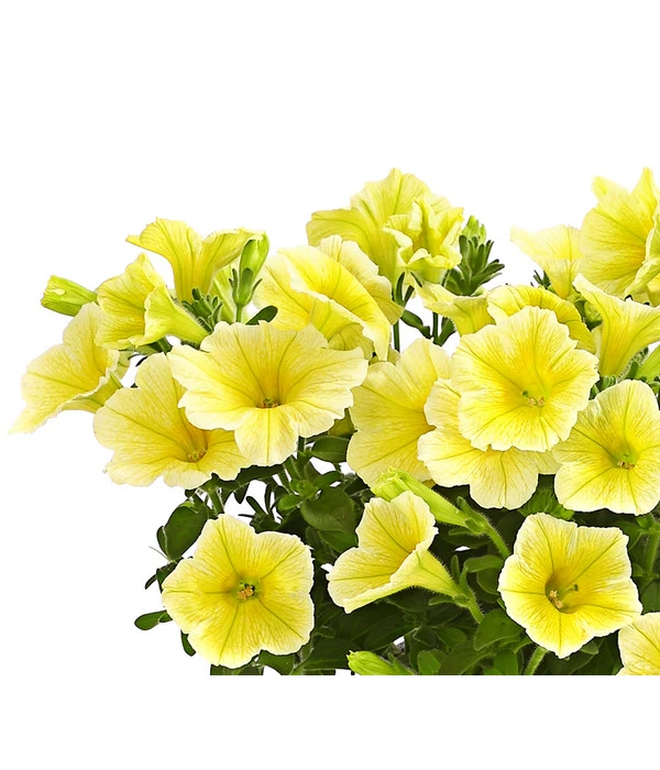Hängepetunie, Gelb 4 Hängepetunie, Gelb – Bild 2