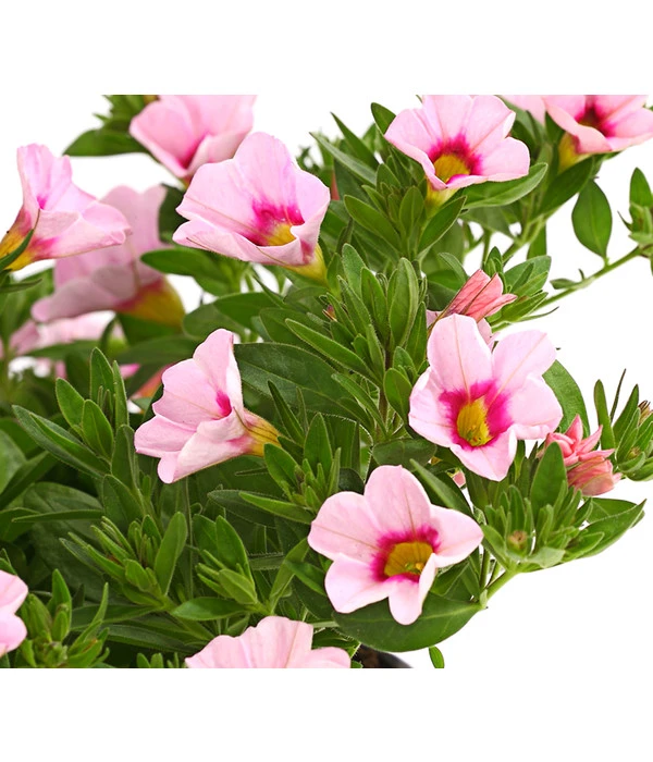 Minihängepetunie 'Rosenauge' 6 Minihängepetunie 'Rosenauge' – Bild 4