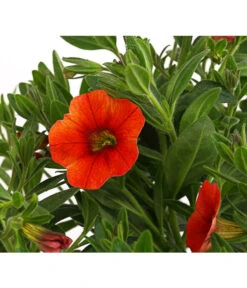 Minihängepetunie, Orange 9 Minihängepetunie, Orange -Gartenbedarf Verkäufe 2024 8816837 PR DE 001 CalibrachoaMinihaengepetunieOrangeDehnerExpressHerzig