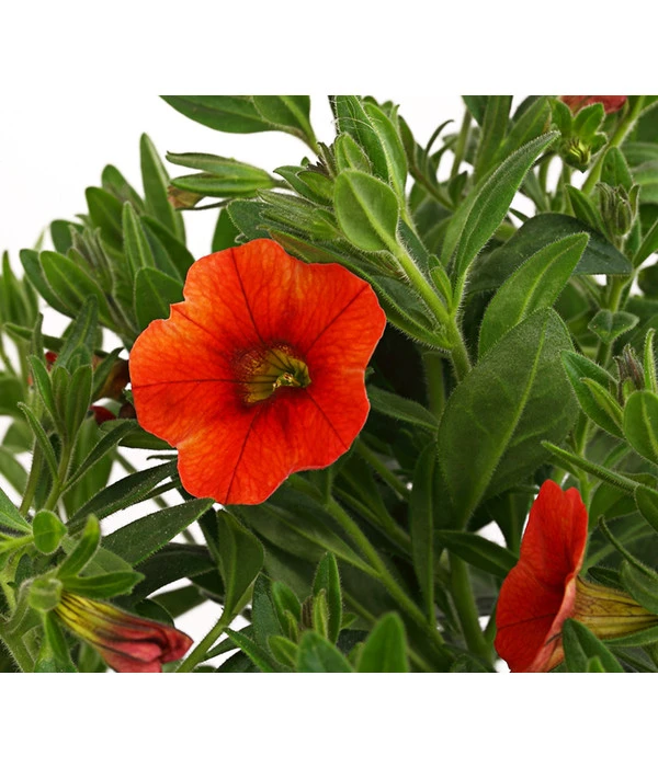 Minihängepetunie, Orange 6 Minihängepetunie, Orange – Bild 4