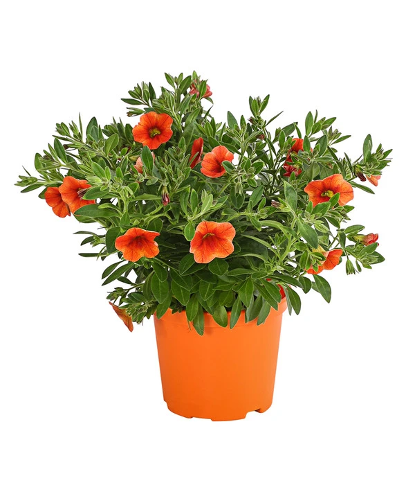 Minihängepetunie, Orange 3 Minihängepetunie, Orange