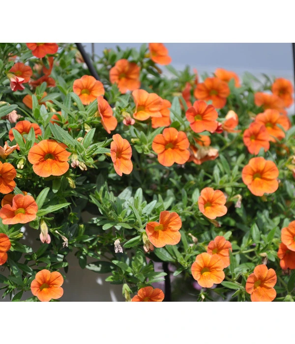 Minihängepetunie, Orange 4 Minihängepetunie, Orange – Bild 2