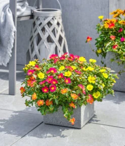 Portulakröschen -Gartenbedarf Verkäufe 2024 8817199 8827271 WE MO 002 PortulakroeschenPortulacaT11 T14Premium