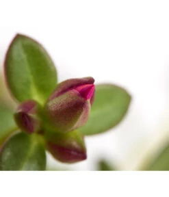 Portulakröschen -Gartenbedarf Verkäufe 2024 8817199 WE DE 001 PortulacaUmbraticolaT11