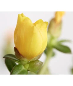 Portulakröschen -Gartenbedarf Verkäufe 2024 8817199 WE DE 003 PortulacaUmbraticolaT11