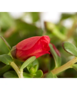 Portulakröschen -Gartenbedarf Verkäufe 2024 8817199 WE DE 004 PortulacaUmbraticolaT11