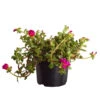 Portulakröschen -Gartenbedarf Verkäufe 2024 8817199 WE FS 001 PortulacaUmbraticolaT11