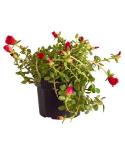 Portulakröschen -Gartenbedarf Verkäufe 2024 8817199 WE FS 003 PortulacaUmbraticolaT11