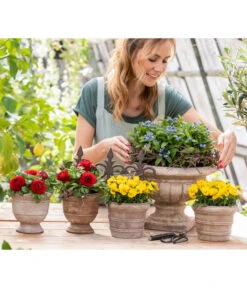 Ranunkel, Verschiedene Farben -Gartenbedarf Verkäufe 2024 8817355 6874812 6855456 8244501 8808214 WE MO 001 GC02 2022 1