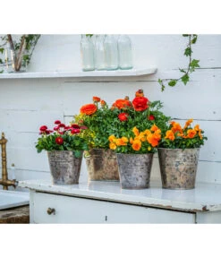 Ranunkel, Verschiedene Farben -Gartenbedarf Verkäufe 2024 8817355 8810079 WE MO 001 RanunkelnGaensebluemchen