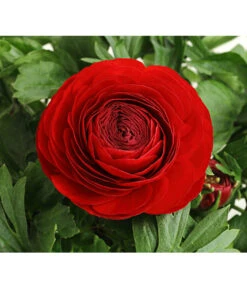 Ranunkel, Verschiedene Farben -Gartenbedarf Verkäufe 2024 8817355 PR DE 001 RanunkelnT11DehnerExpressHerzig