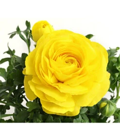 Ranunkel, Verschiedene Farben -Gartenbedarf Verkäufe 2024 8817355 PR DE 002 RanunkelnT11DehnerExpressHerzig